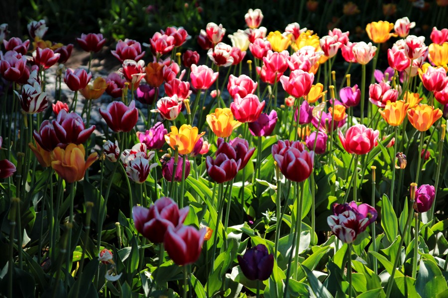 Tulipány ve Stockholmu