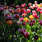 Tulipány ve Stockholmu